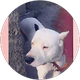 Gizem Pak profil fotoğrafı